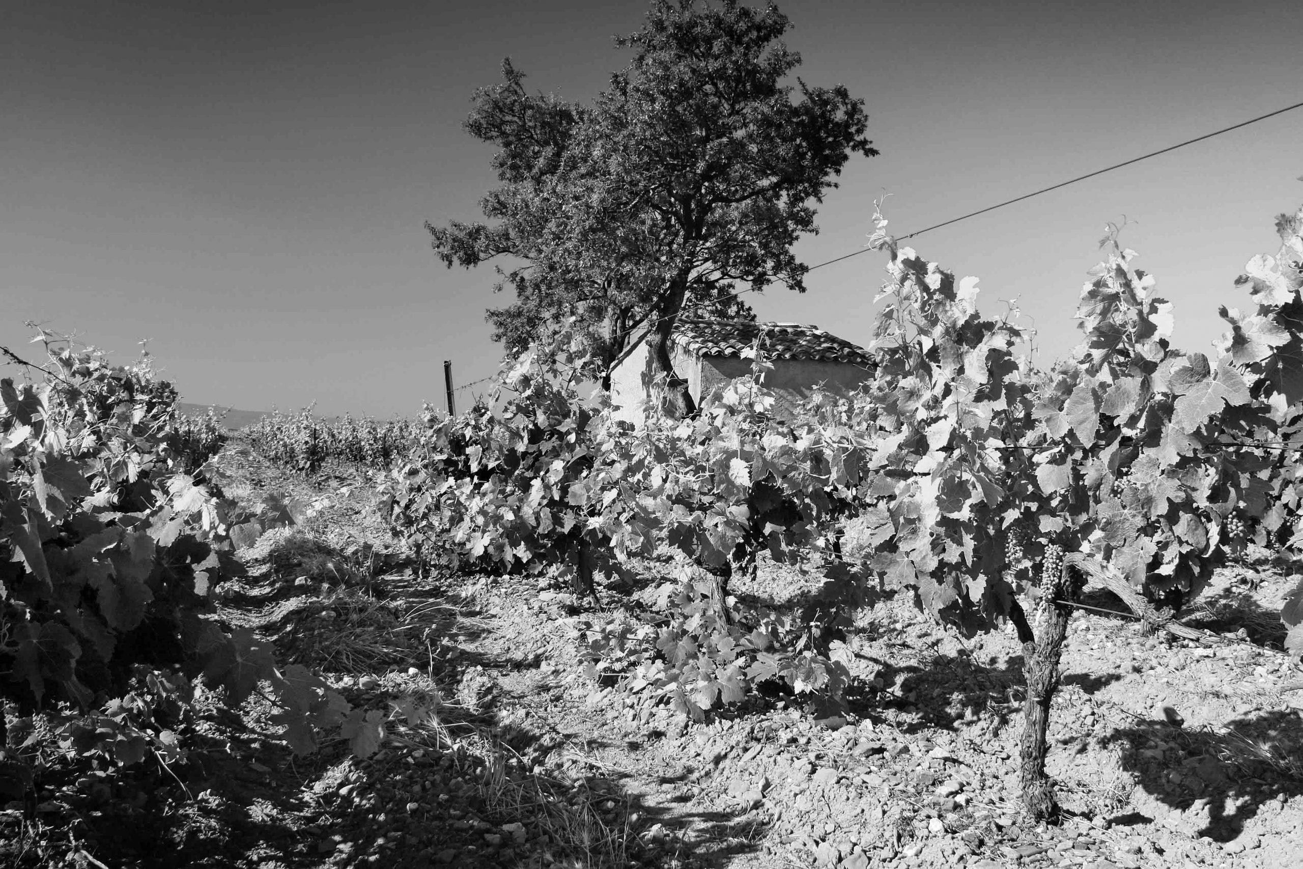 Château Mignan – Grands Vins du Languedoc